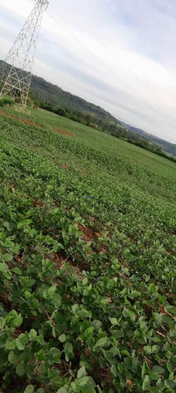 Fazenda à venda no Centro (São Roque): 