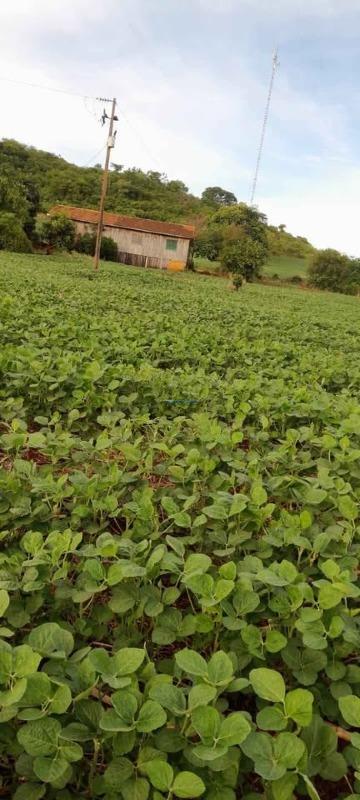 Fazenda à venda no Centro (São Roque): 