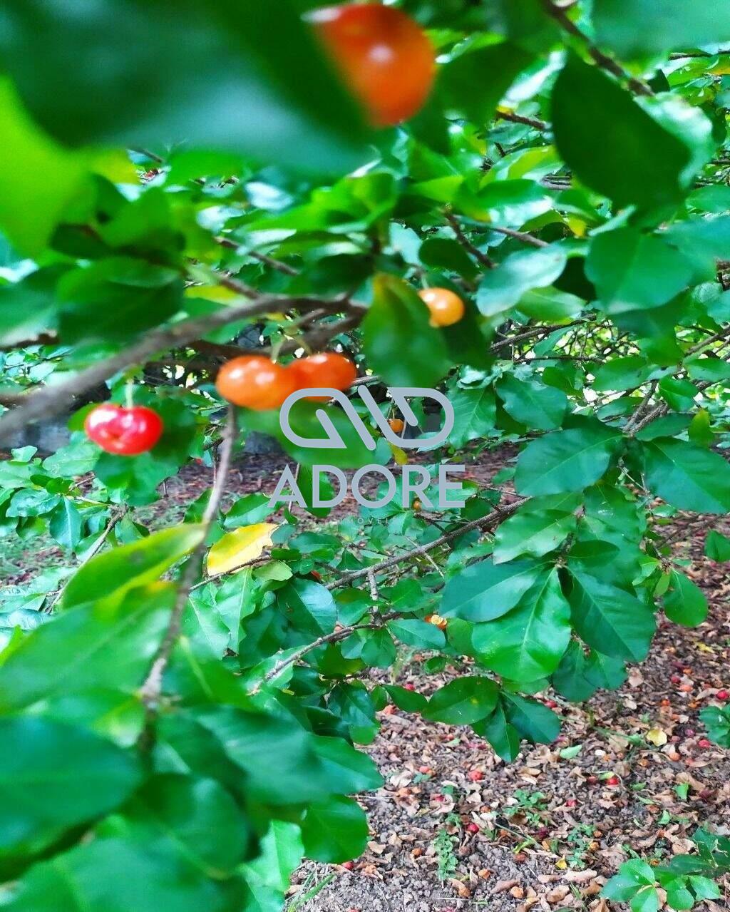 Casa de Condomínio à venda no Condomínio Fechado Piccolo Paese: 