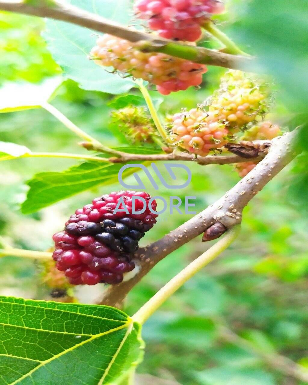 Casa de Condomínio à venda no Condomínio Fechado Piccolo Paese: 