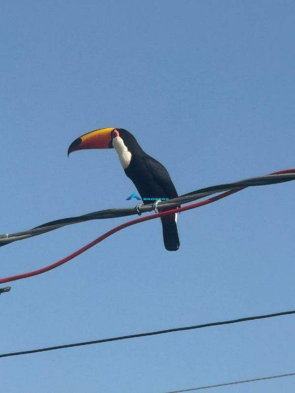 Terreno, 1131 m² - Foto 9