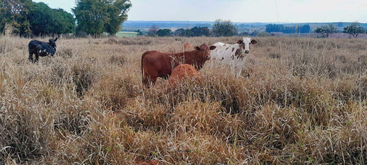 Sítio à venda no Parque das Árvores: 
