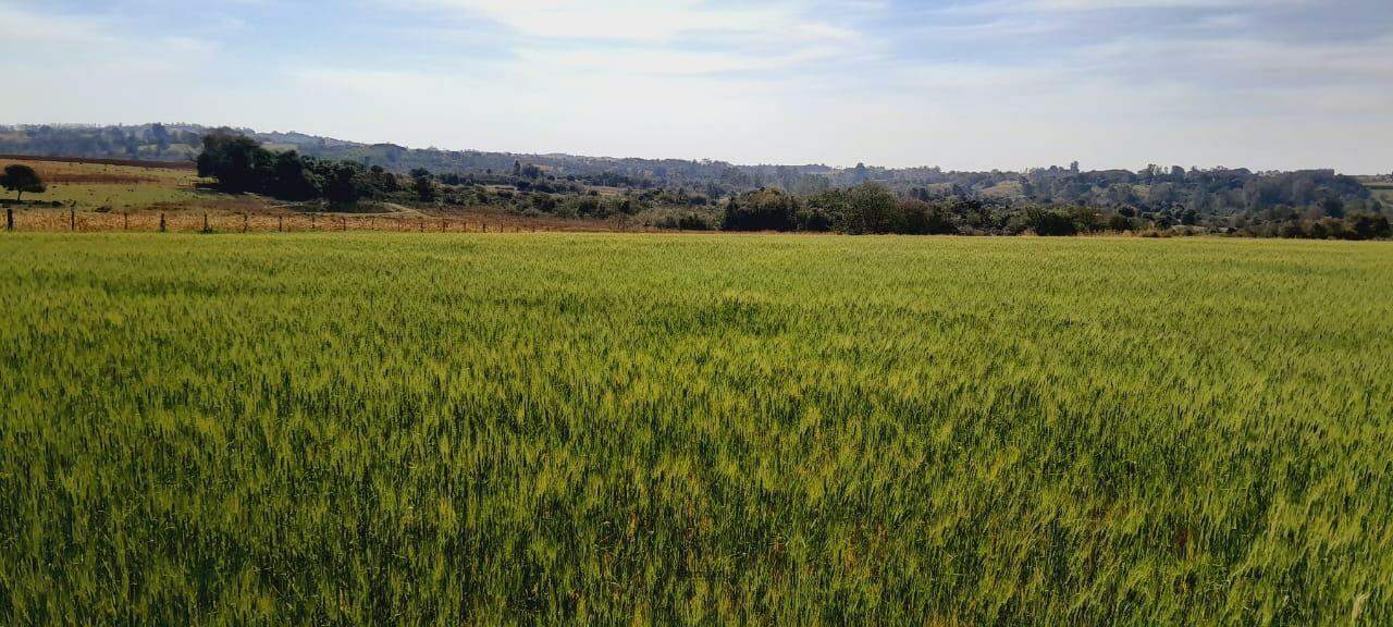 Sítio à venda no Área Rural de Boituva: 