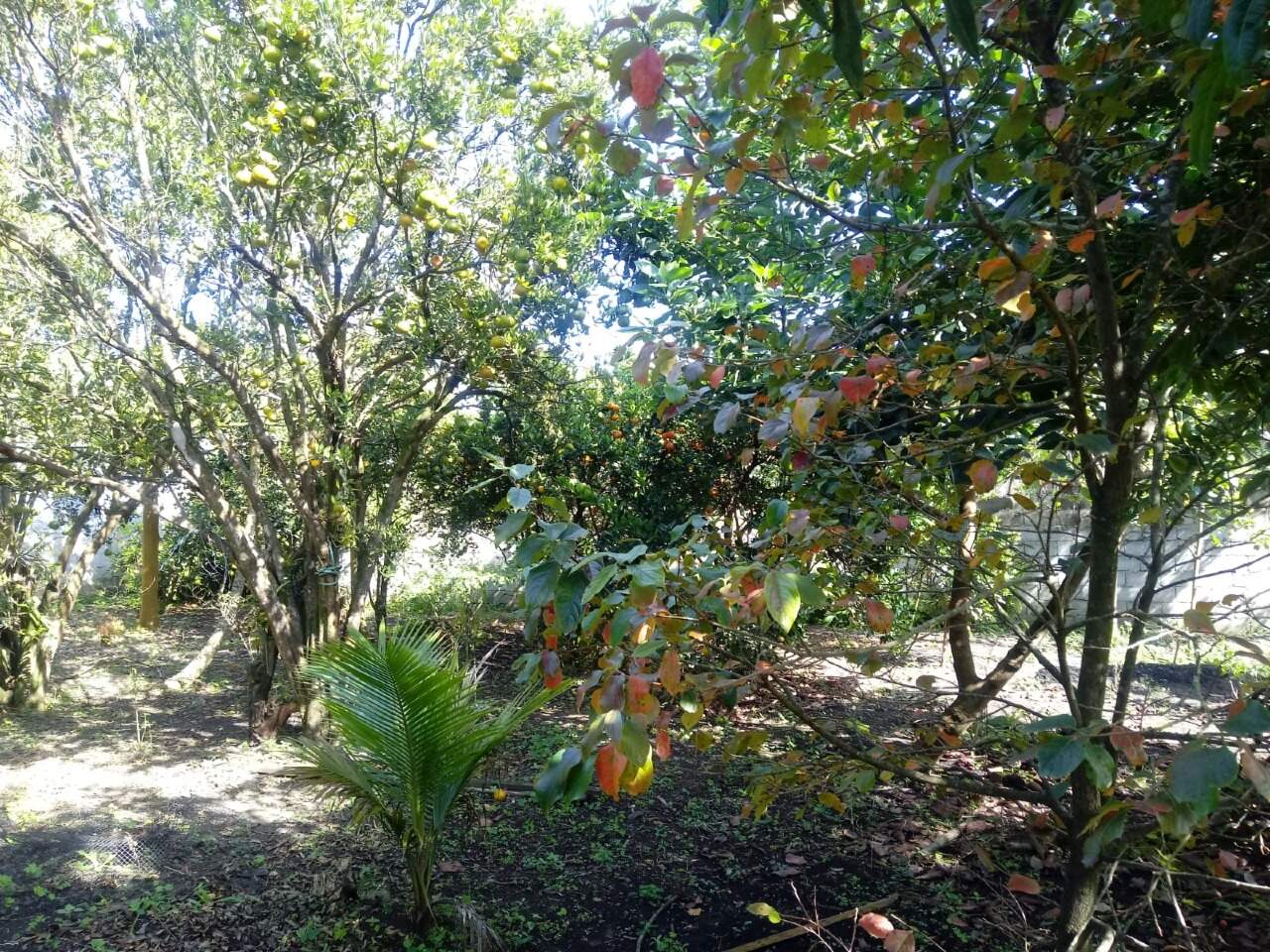 Casa à venda no Área Rural de Mairinque: 