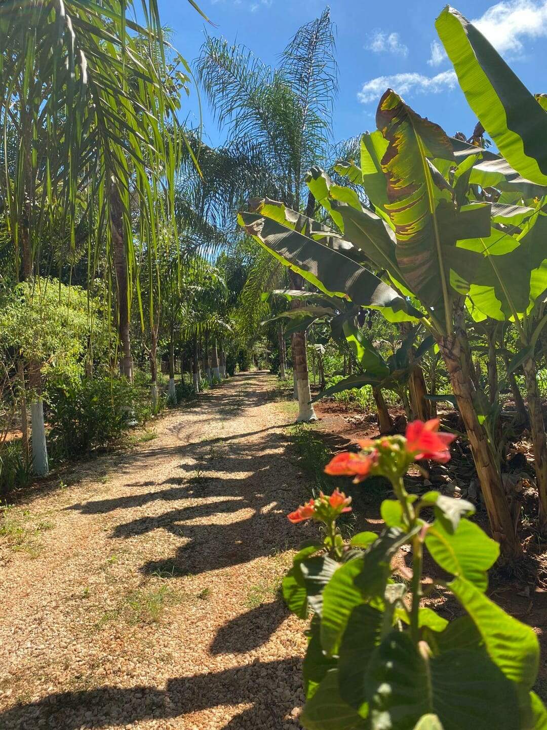 Chácara à venda no ZONA RURAL: 