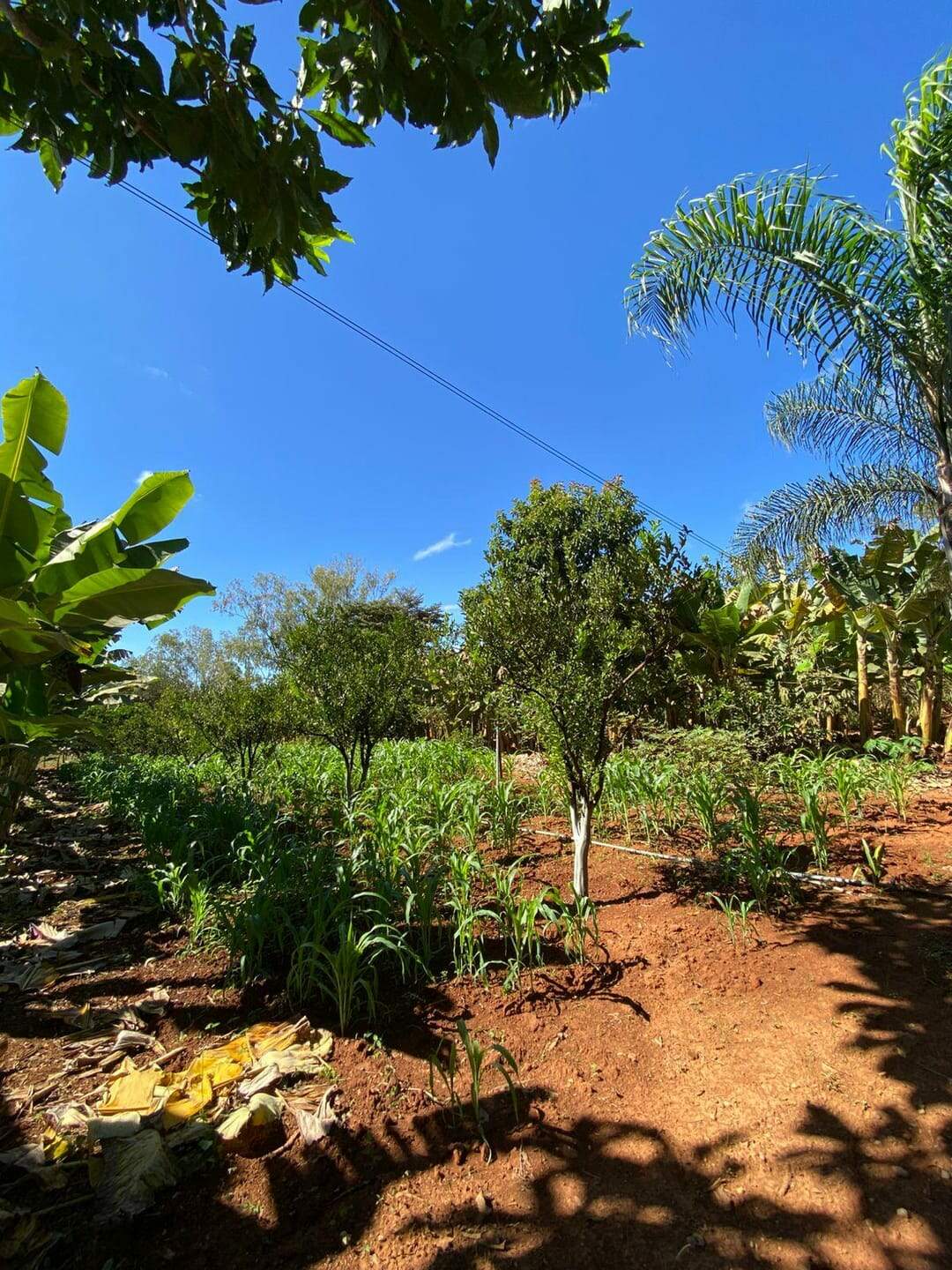 Chácara à venda no ZONA RURAL: 