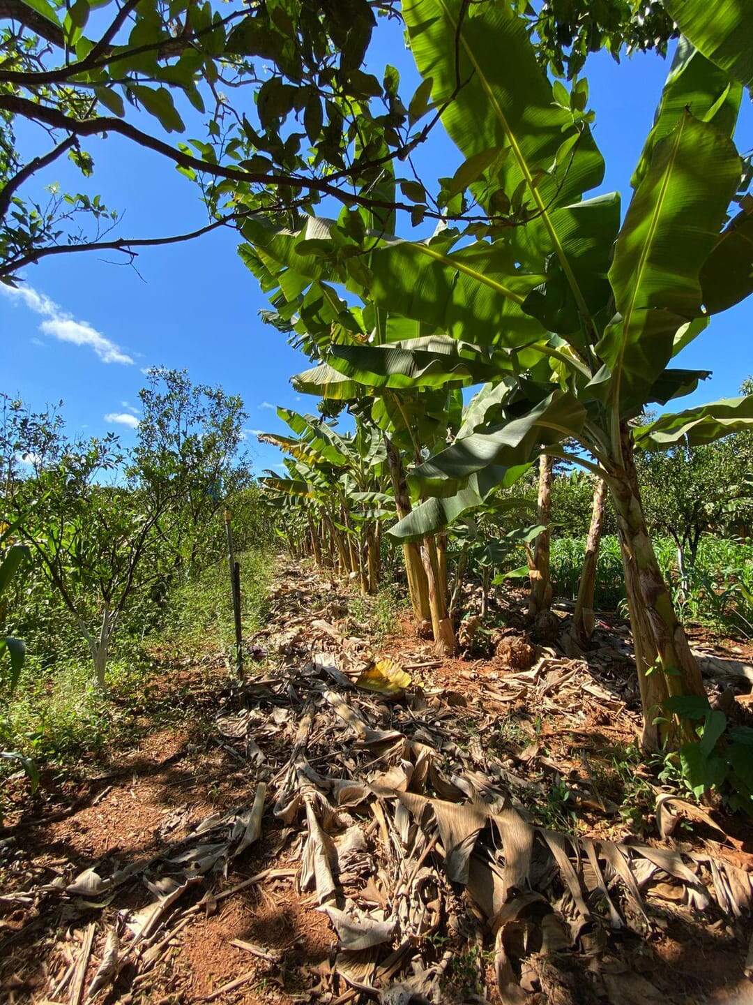Chácara à venda no ZONA RURAL: 