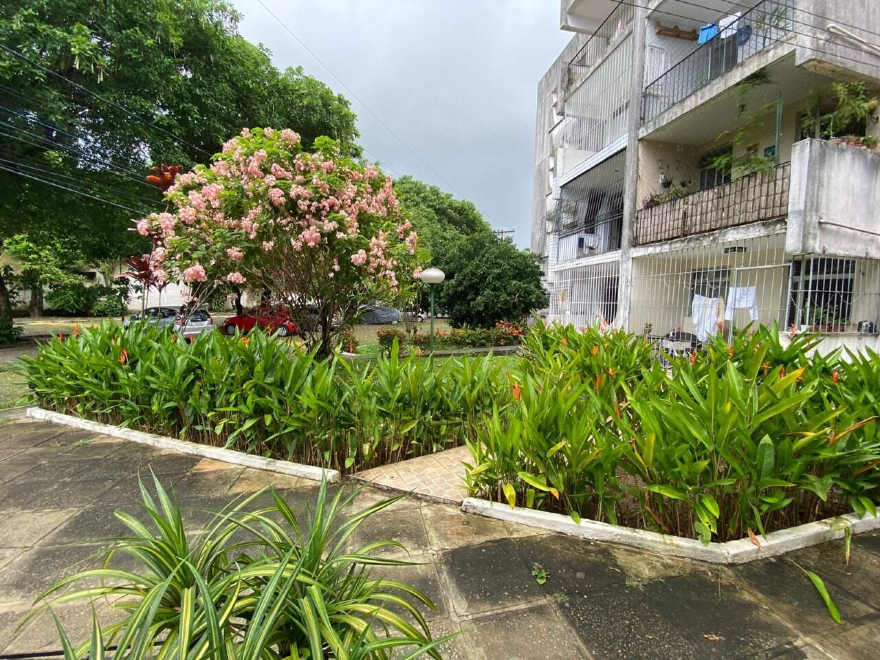 Apartamento para aluguel no Varzea: 