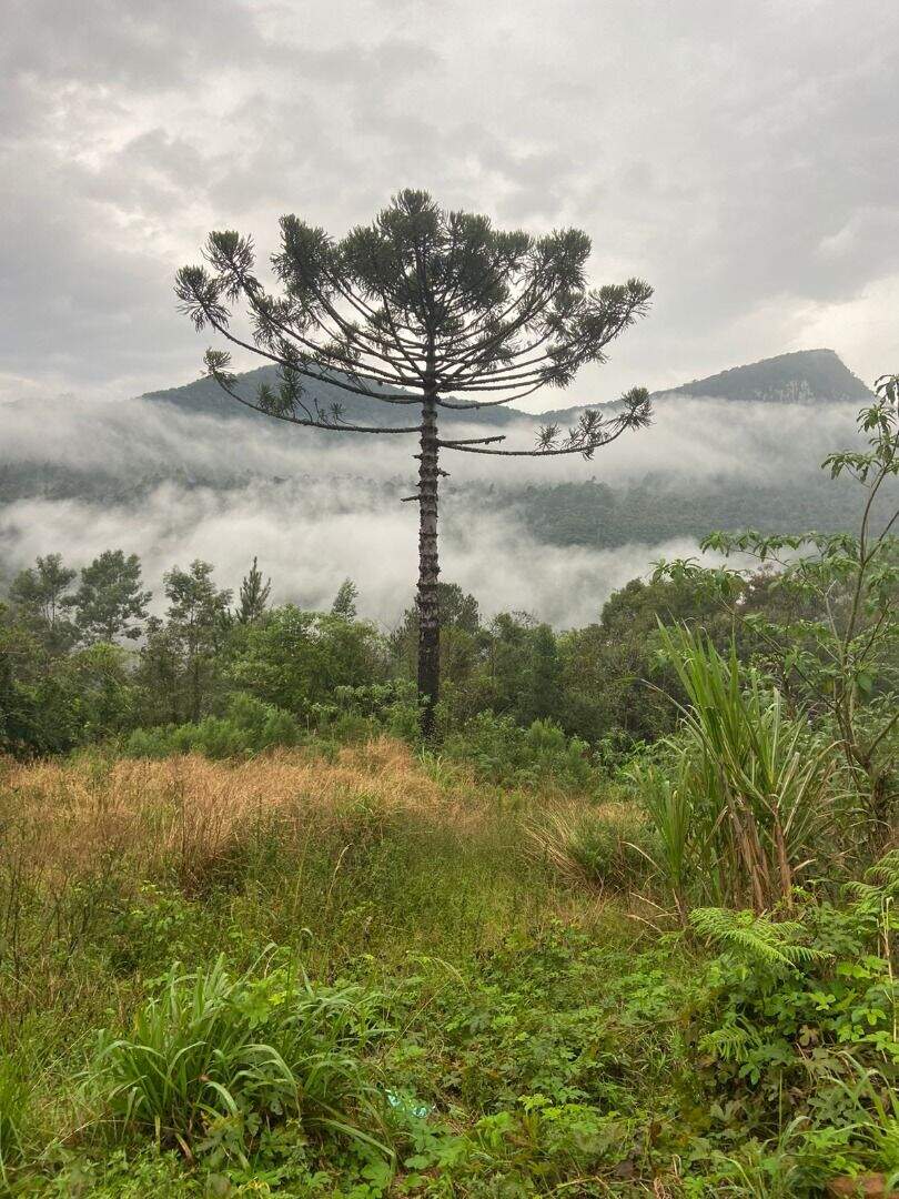 Área à venda no Zona Rural: 