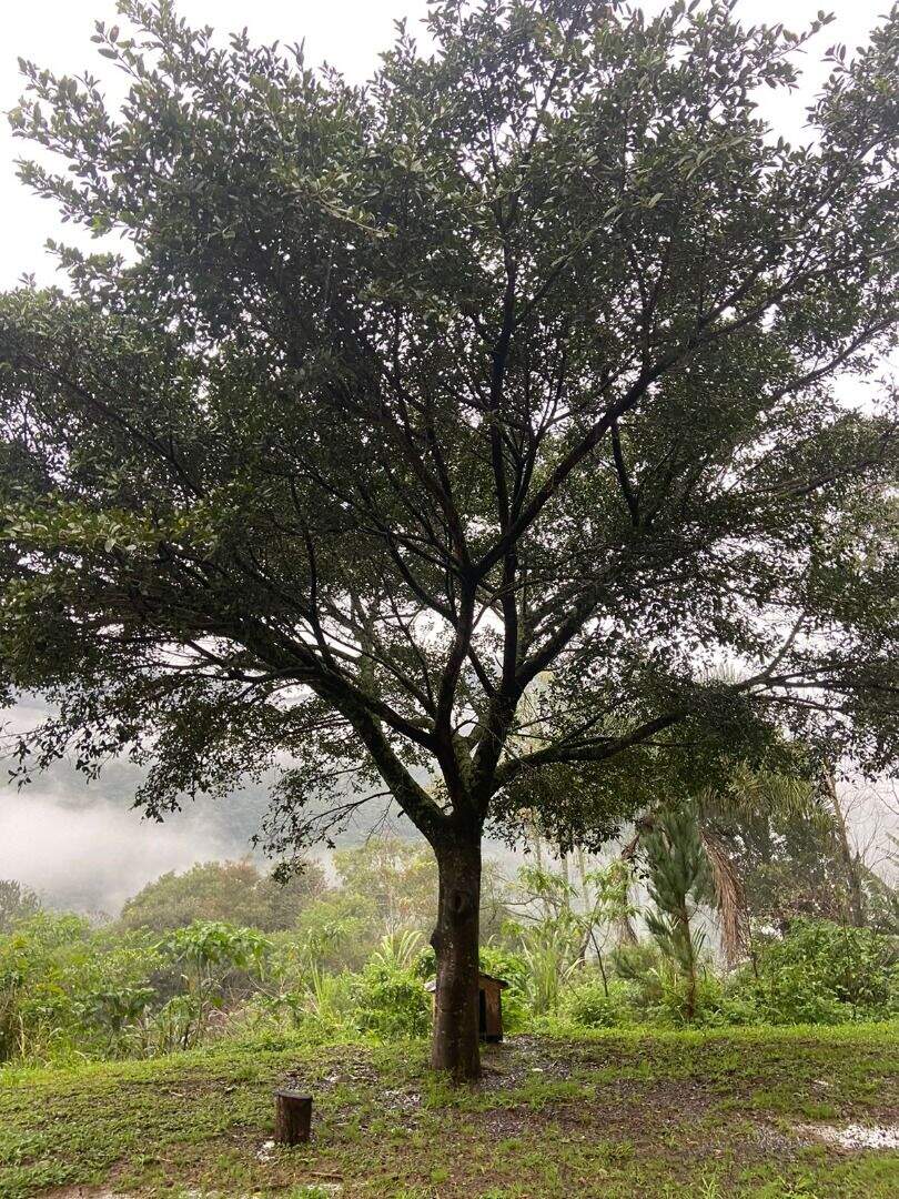Área à venda no Zona Rural: 