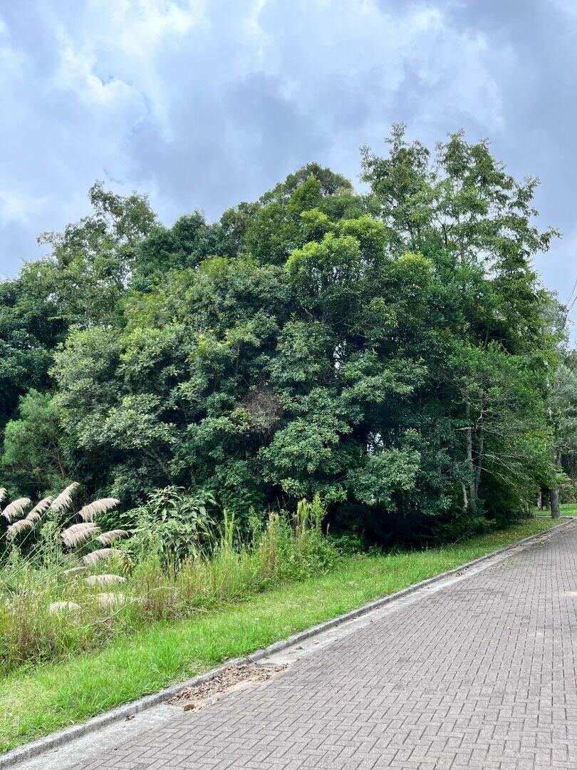 Terreno à venda no Vivendas Do Arvoredo: 