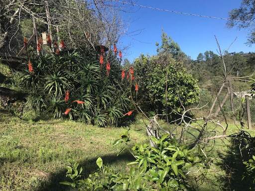 Terreno à venda no Carazal: 