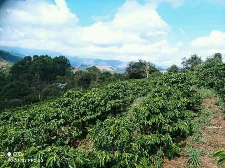 Sítio à venda no Zona Rural: 