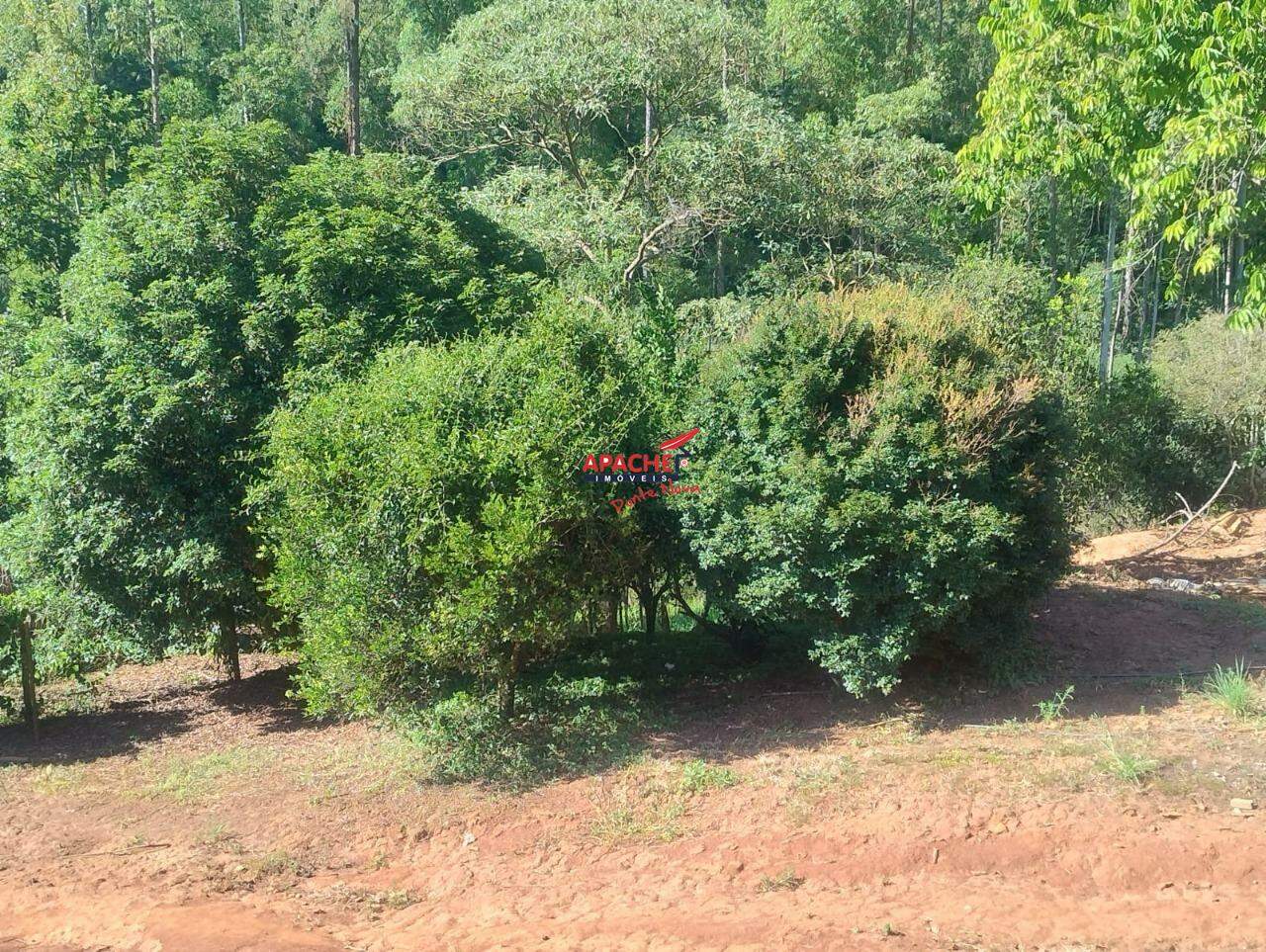 Sítio à venda no Guaraciaba: 