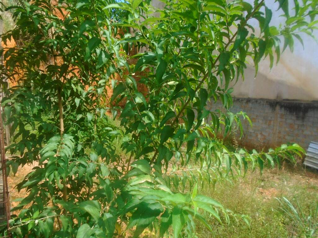 Lote à venda no Alto da Boa Vista: 