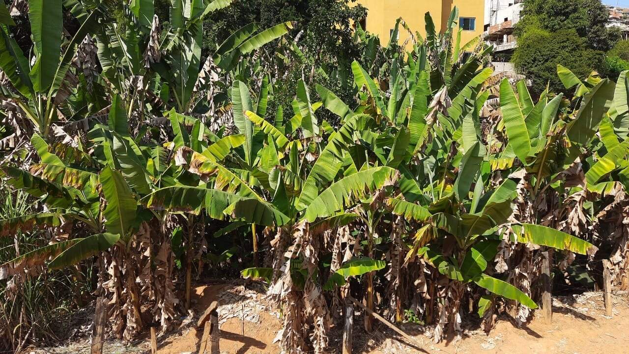 Lote à venda no Palmeiras: 