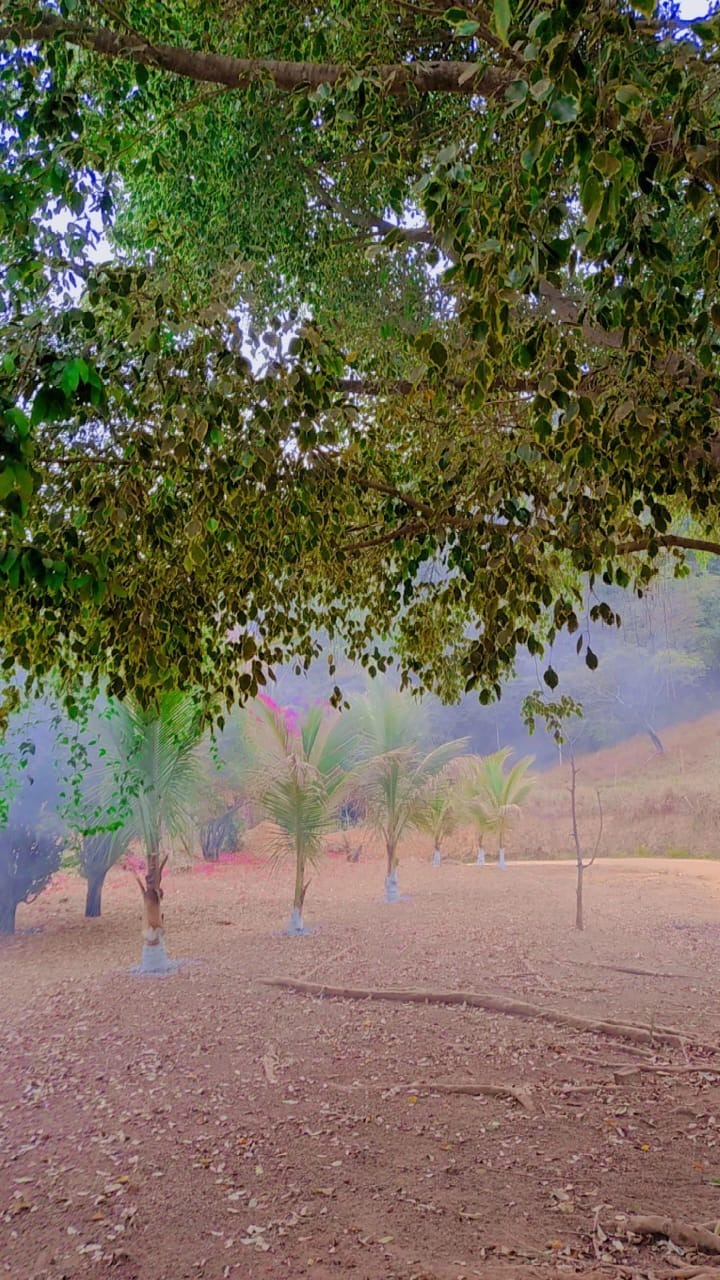 Fazenda à venda no Zona Rual: 
