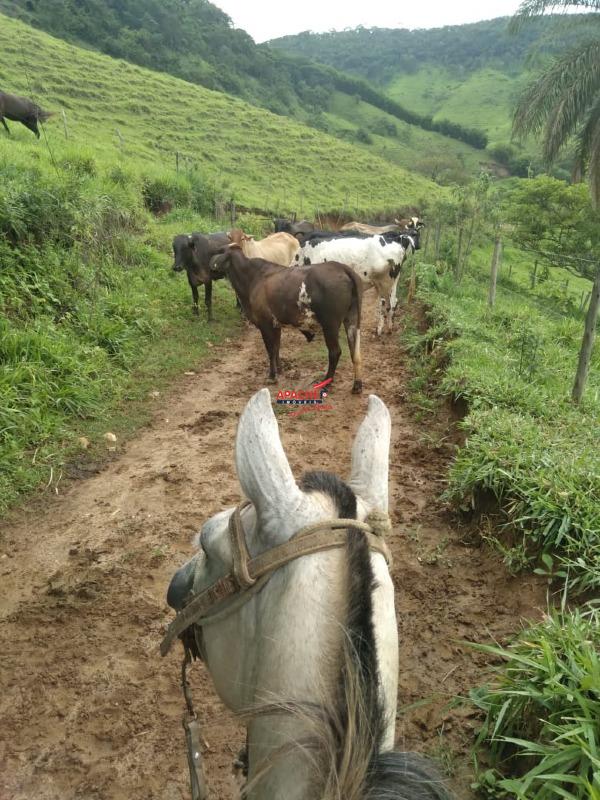 Fazenda à venda no Não Informado: 