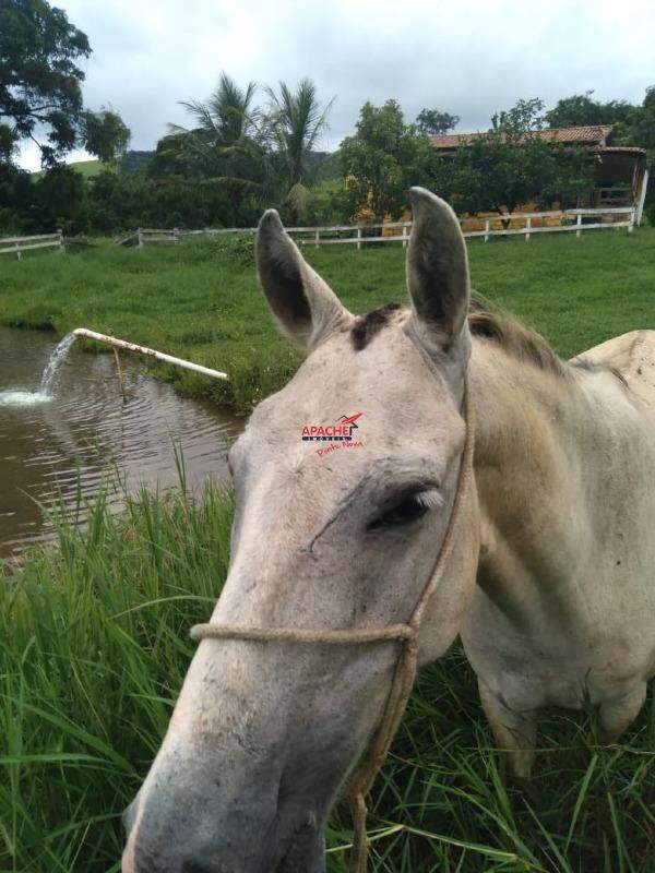 Fazenda à venda no Não Informado: 