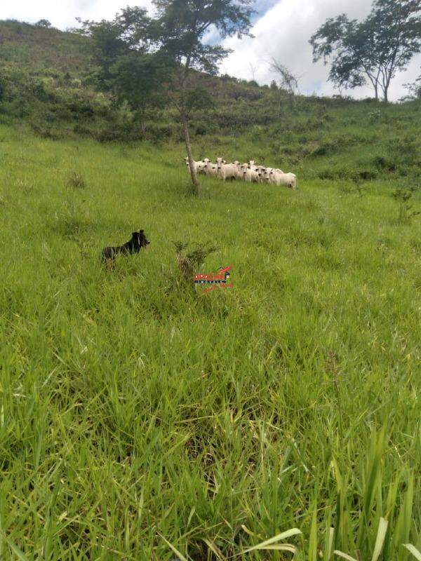Fazenda à venda no Não Informado: 