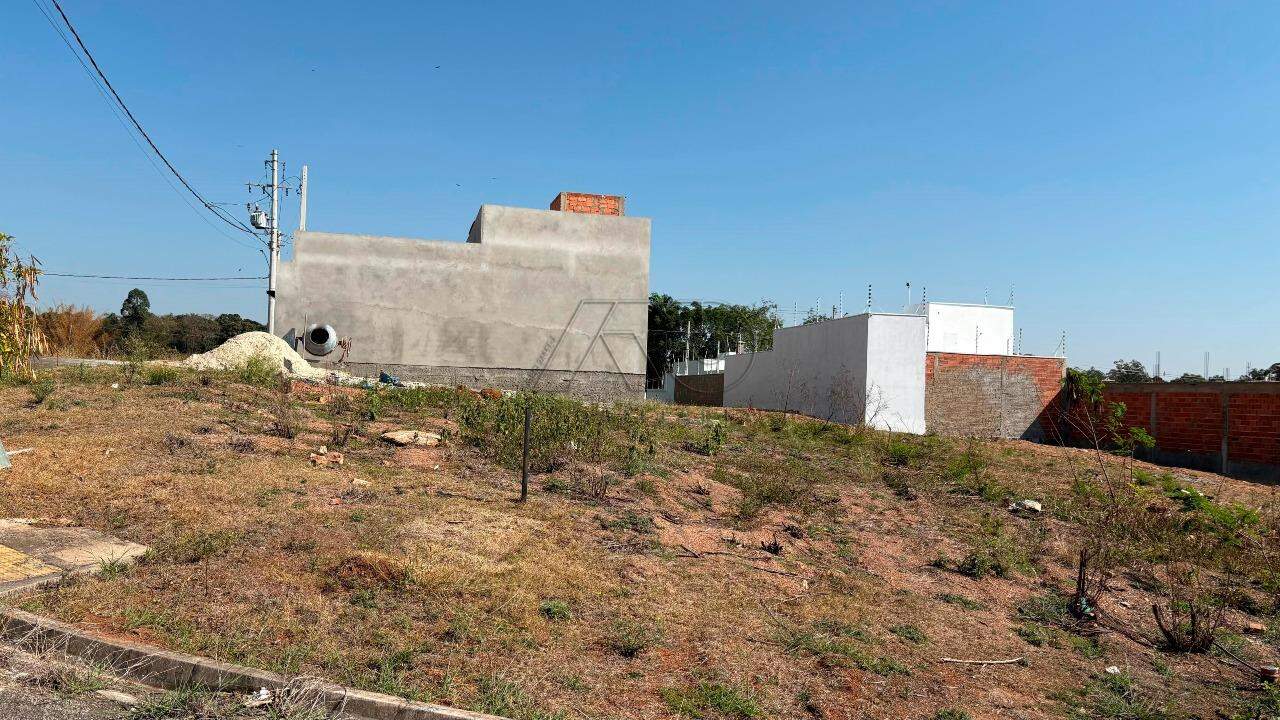 PAU QUEIMADO, PIRACICABA