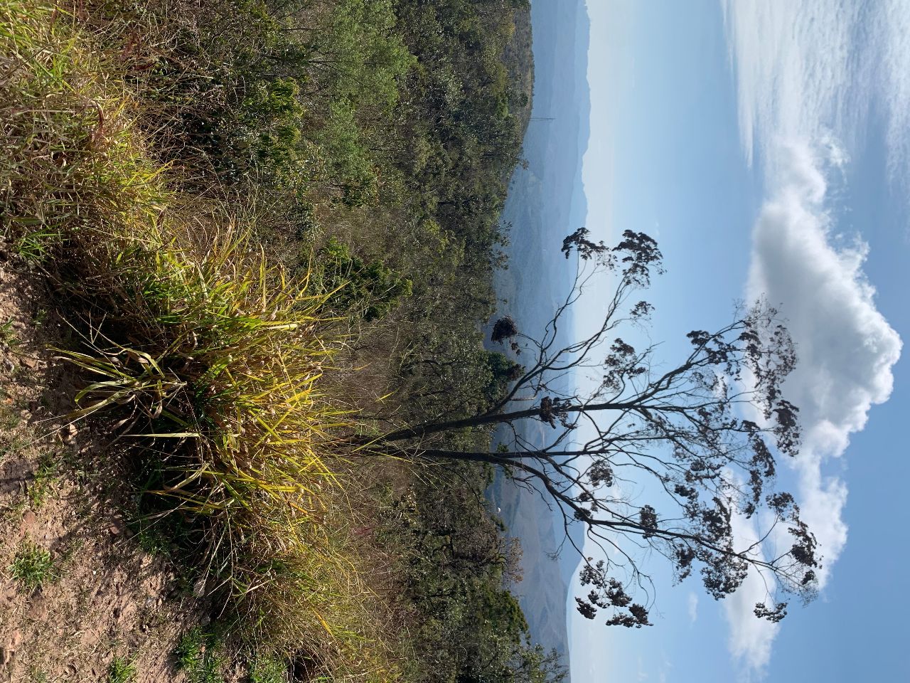 Terreno / Área à venda no Quintas Do Morro: 