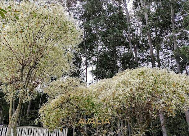 Lote em condomínio à venda no Reserva Petrus: 