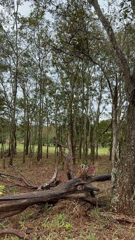 Chácara à venda no Alto Maracaju: 