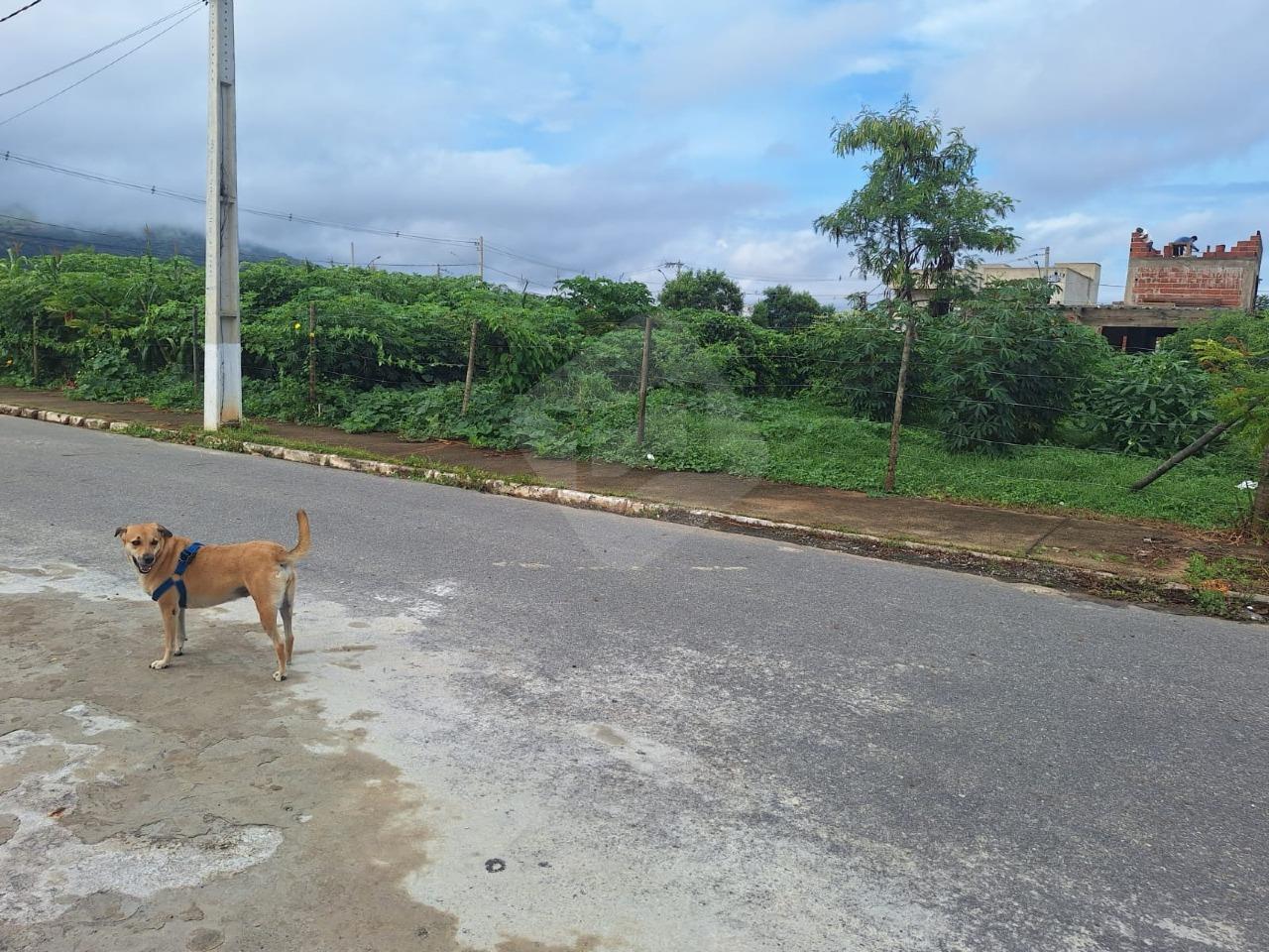 Lote à venda no São Pedro: 