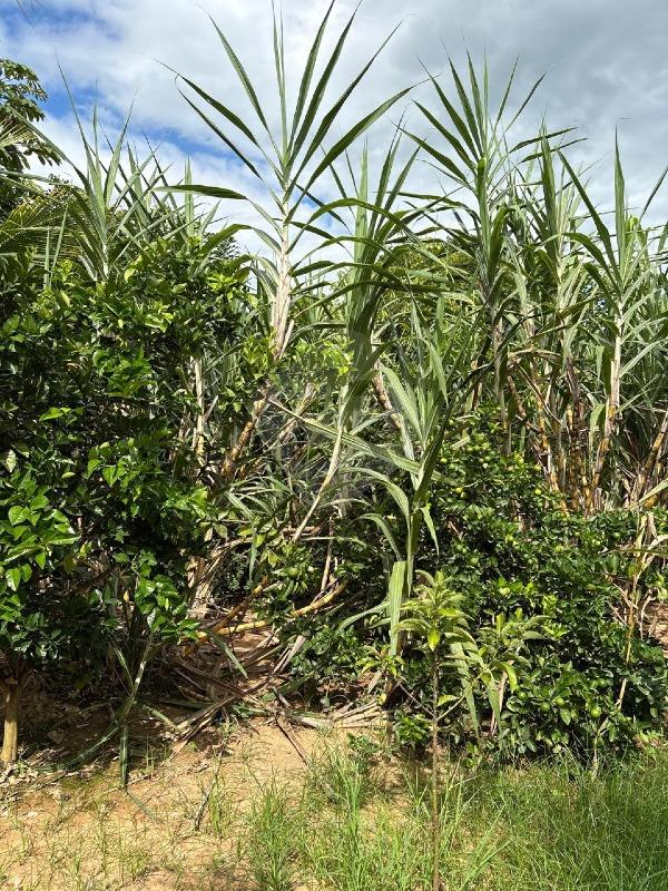 Chácara à venda no Área Rural de Governador Valadares: 
