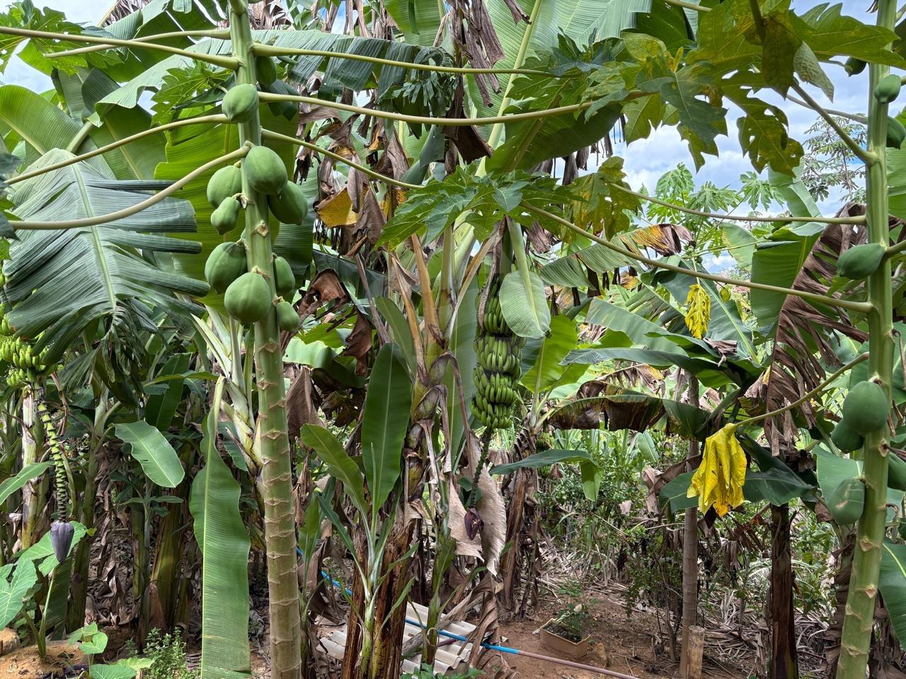 Chácara à venda no Área Rural de Governador Valadares: 