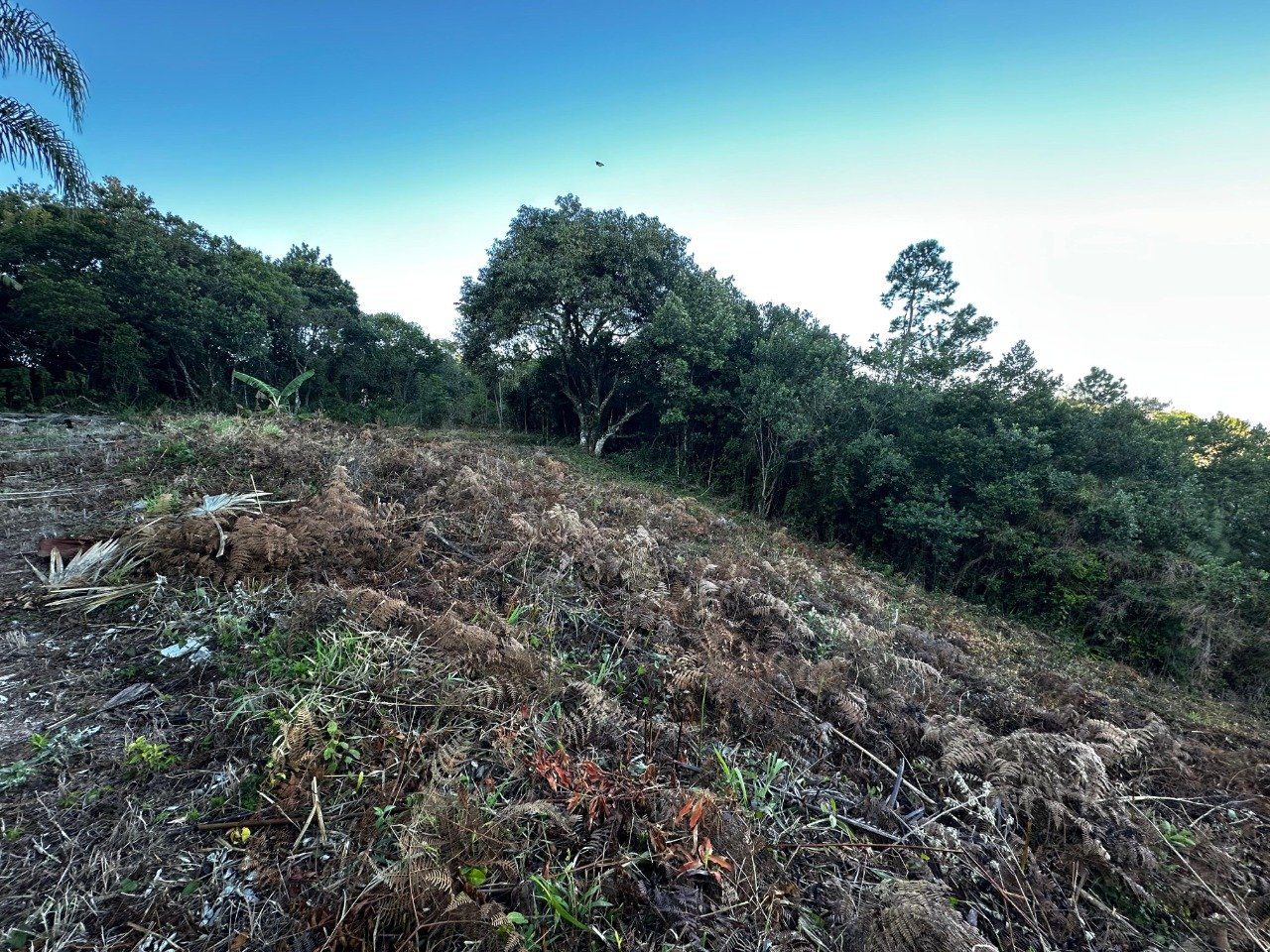 Terreno[ NumeroQuarto] João Paulo Florianópolis Jardim Caiobig: 