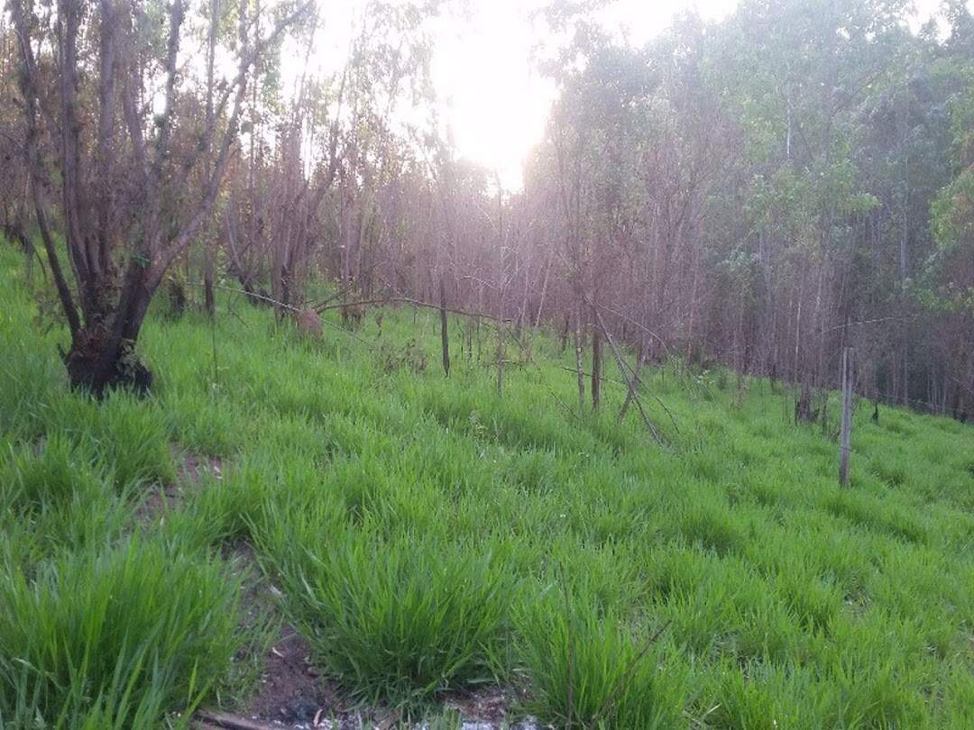 Terreno à venda no Pinhal: 
