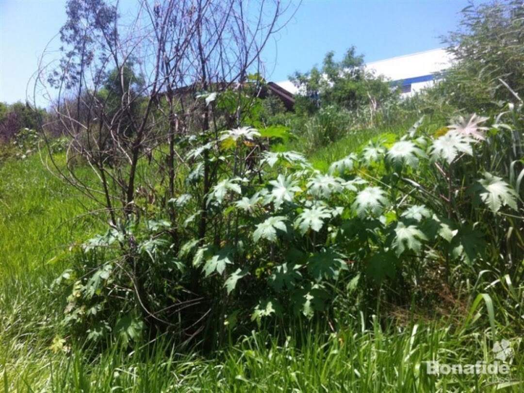 Terreno à venda no Centro: 