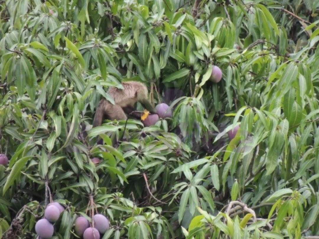 Chácara à venda no Pau Arcado: 