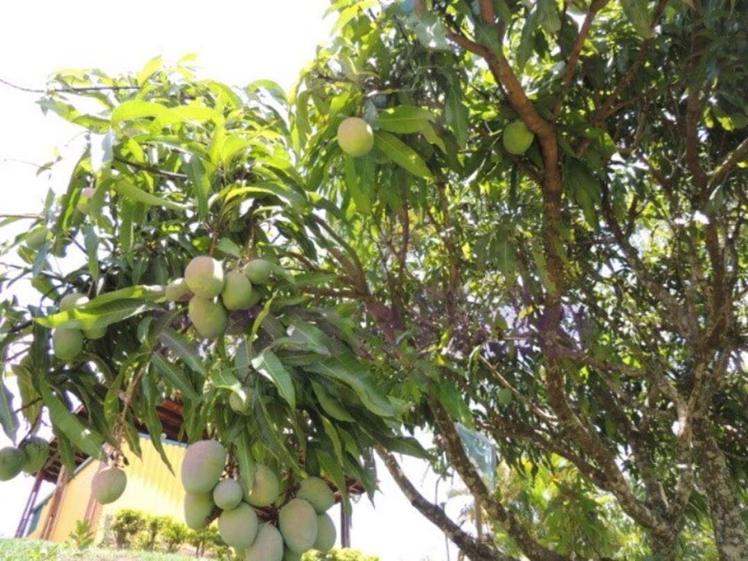 Chácara à venda no Pau Arcado: 