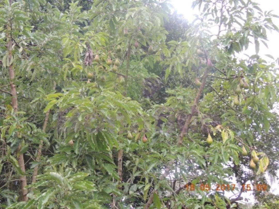 Chácara à venda no Pau Arcado: 