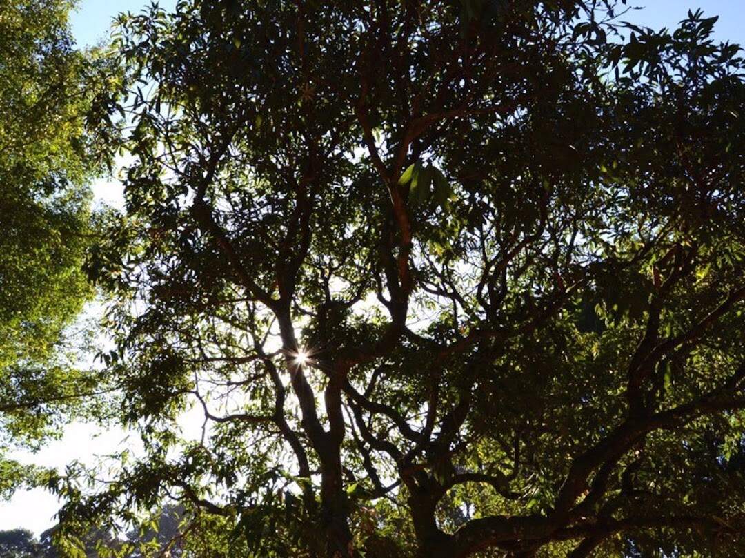 Terreno à venda no Jardim Santa Teresa: 