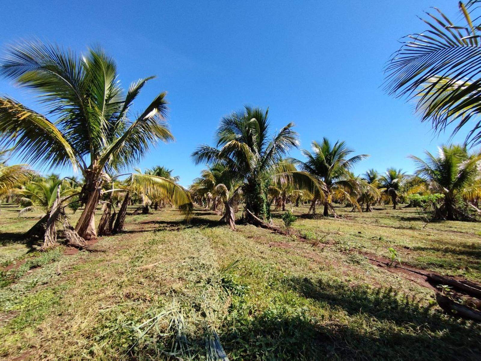 Chácara à venda no Zona Rural: 