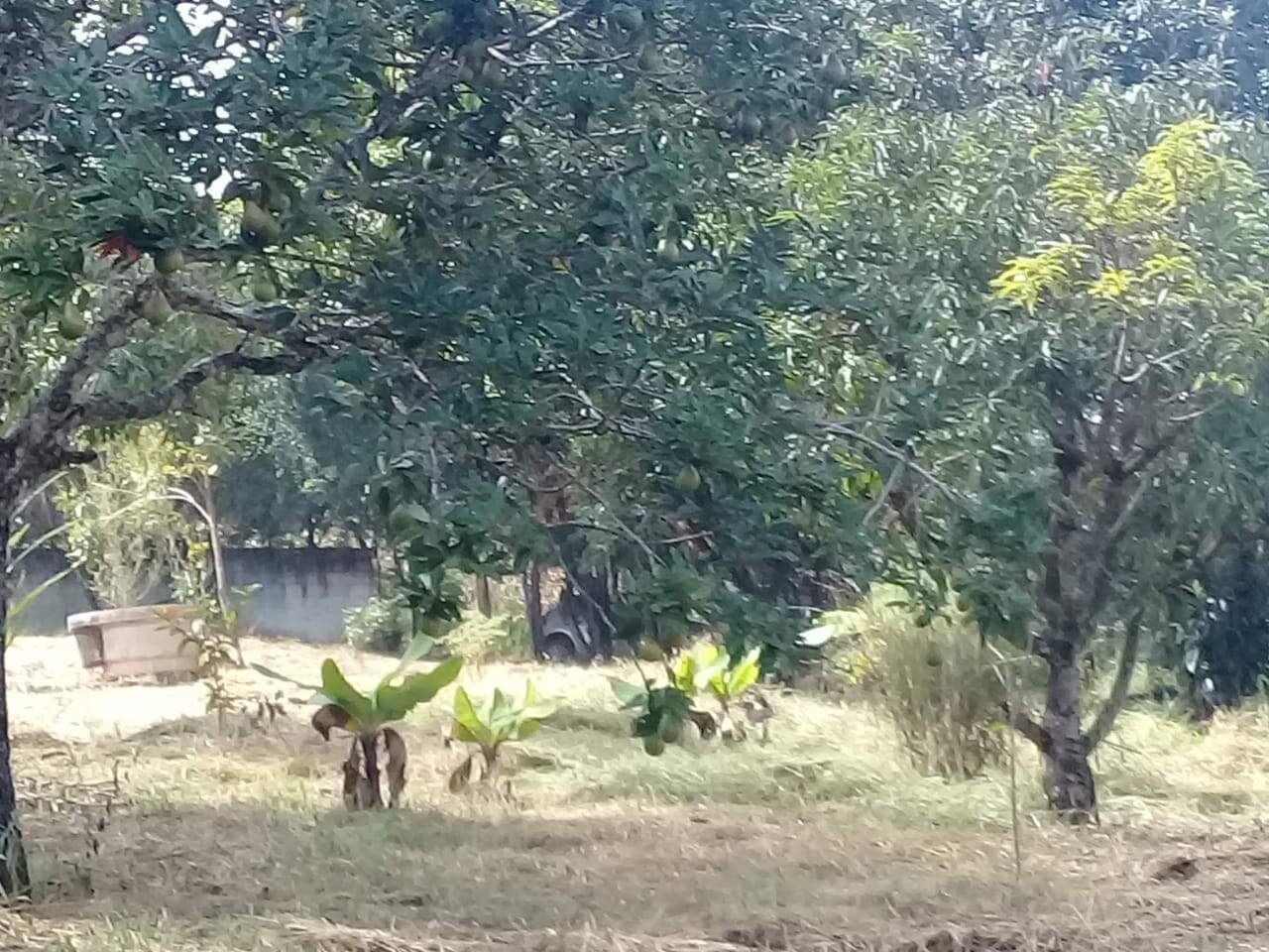 Lote à venda no Gouveia: 