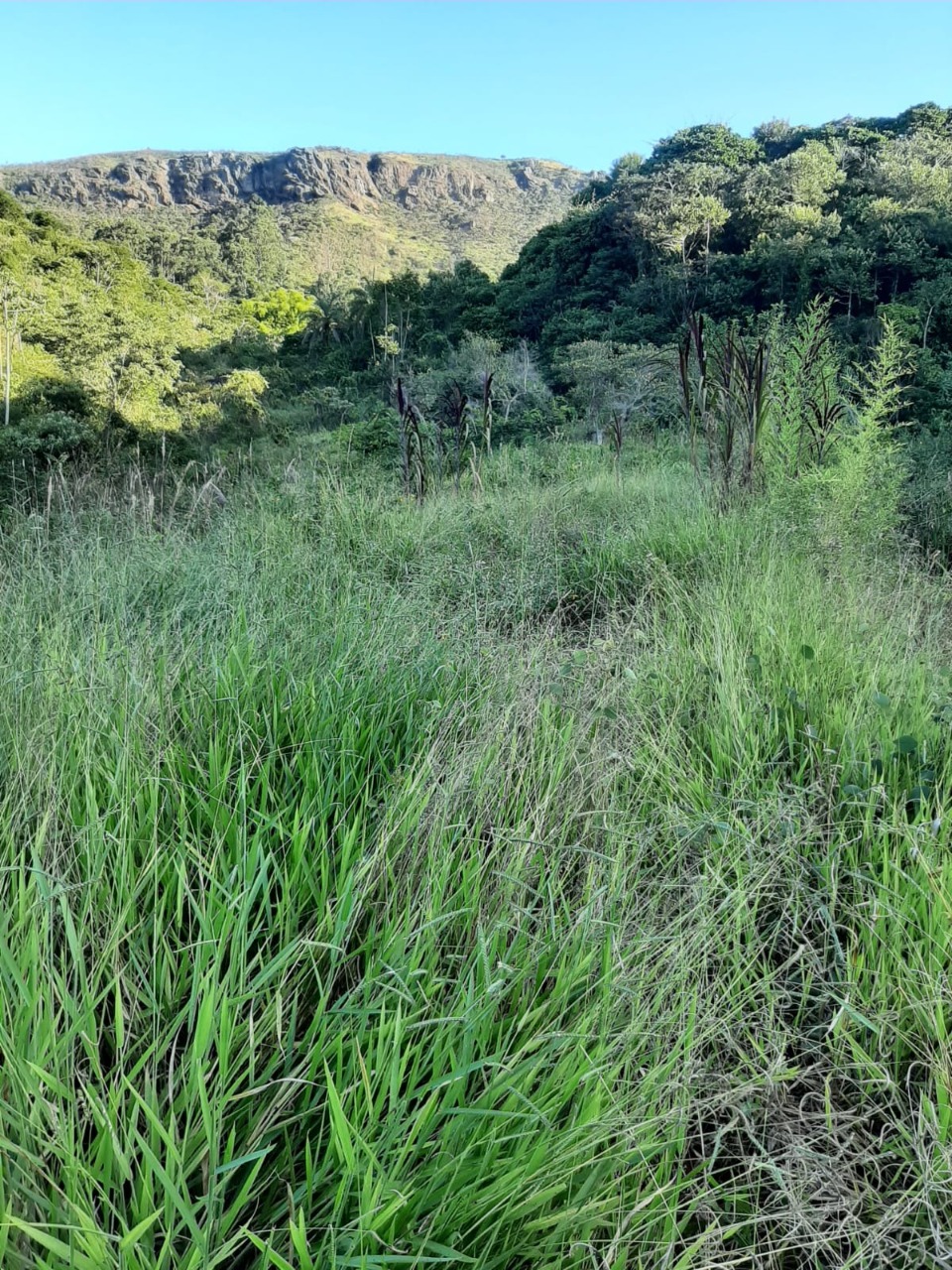 Terreno / Área à venda no Fazenda da Ressaca: 