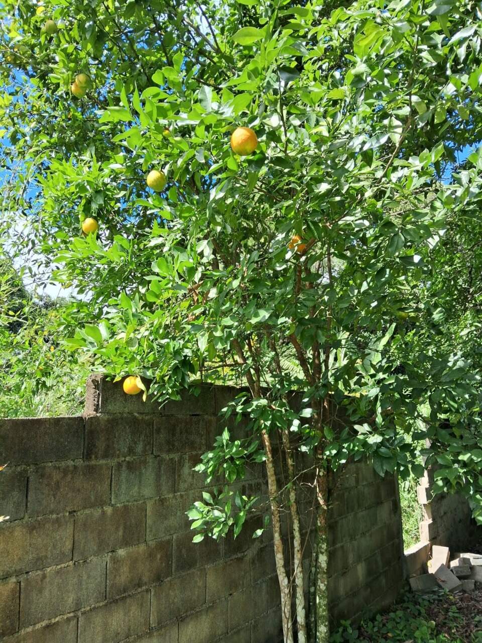 Lote à venda no Monsenhor Horta: 