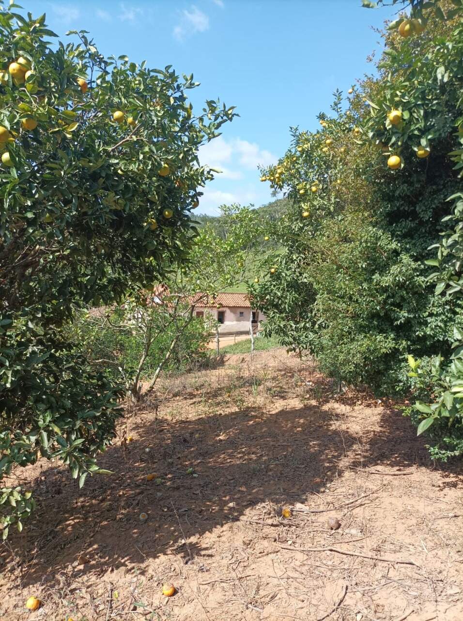 Sítio à venda no Pinheiros Alto: 