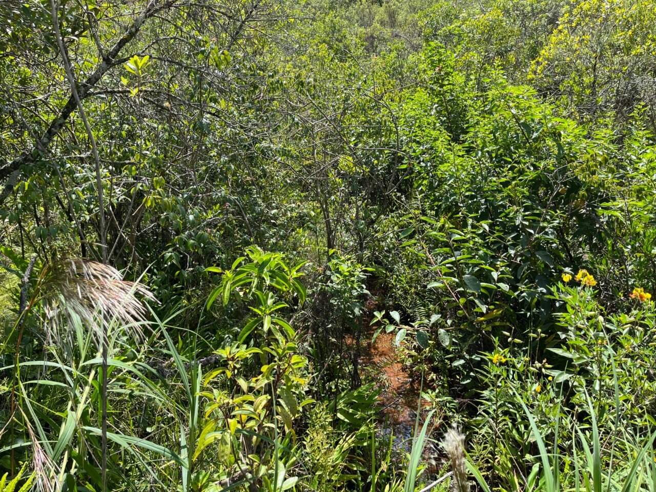 Terreno / Área à venda no Gouveia: 