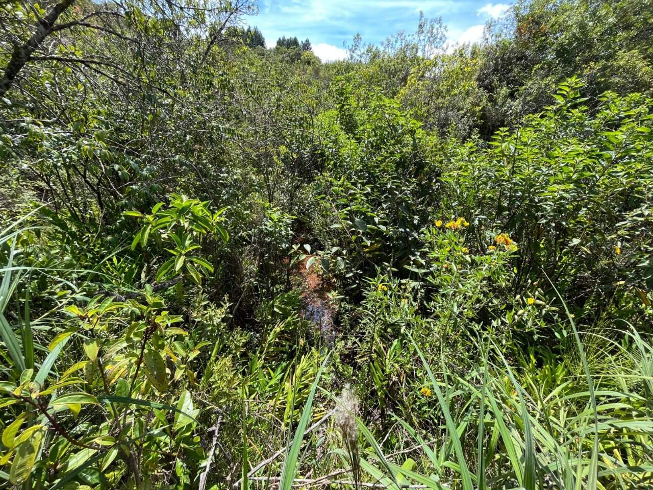 Terreno / Área à venda no Gouveia: 