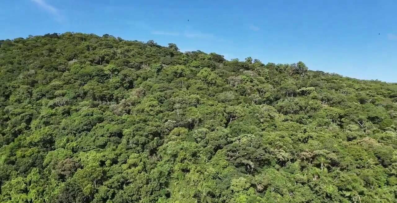 Mata Atlântica do Parque Natural Municipal do Atalaia, vizinha ao terreno (foto de drone)