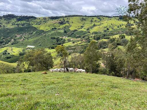 Terreno à venda no Furnas: 