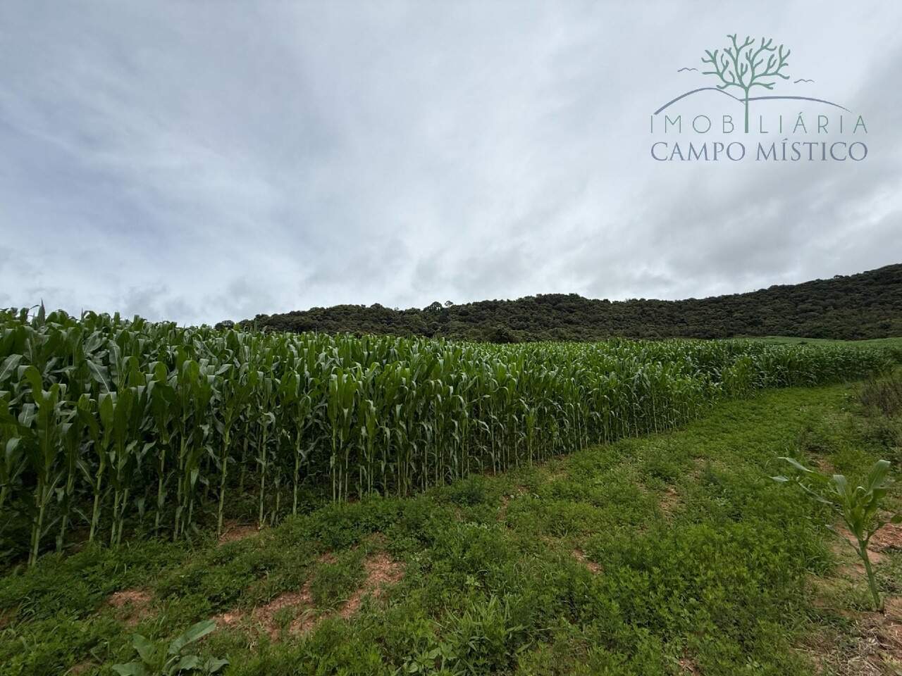 Terreno à venda no Correntinho: 