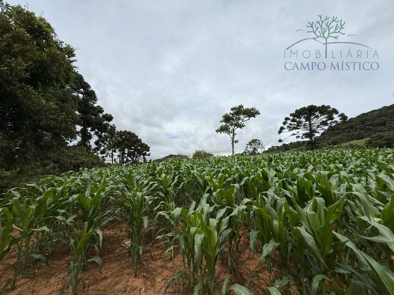 Terreno à venda no Correntinho: 