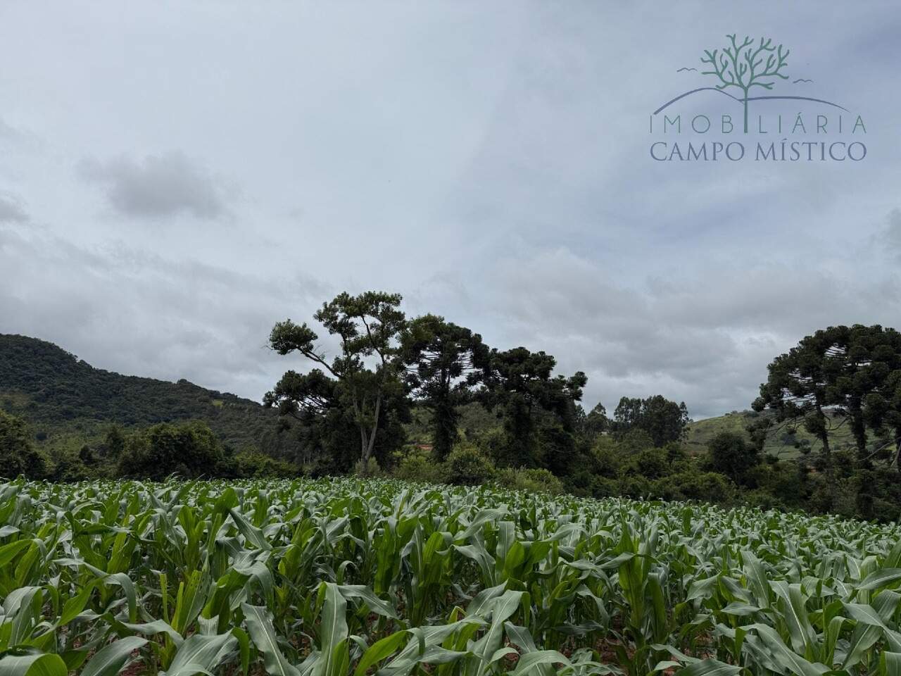 Terreno à venda no Correntinho: 